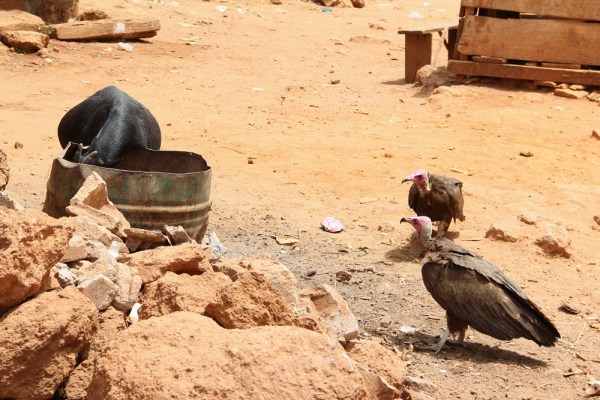 Hooded Vultures on the market of Dalaba