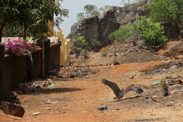 vultures in the alleys of Dalaba