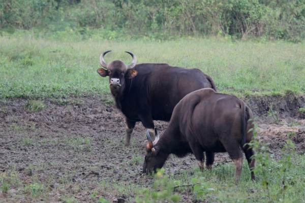 Gaur