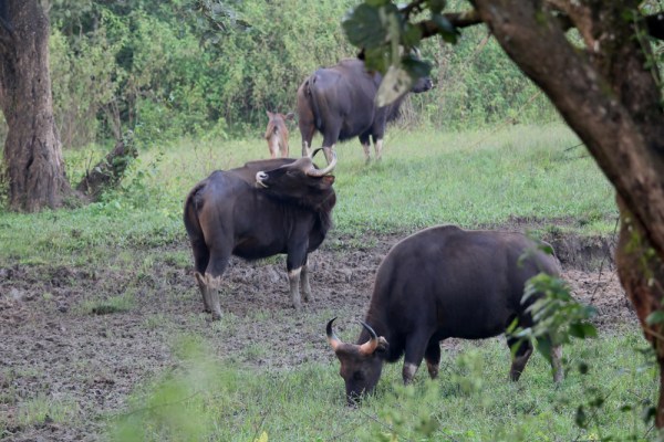 group of Gaur