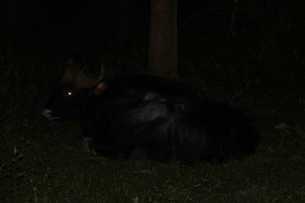 a massive male Gaur bull at night