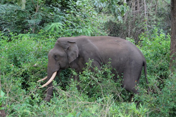 male Asian Elephant