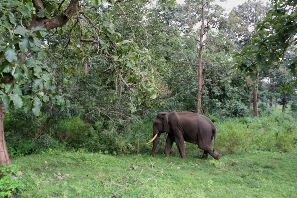 male Asian Elephant