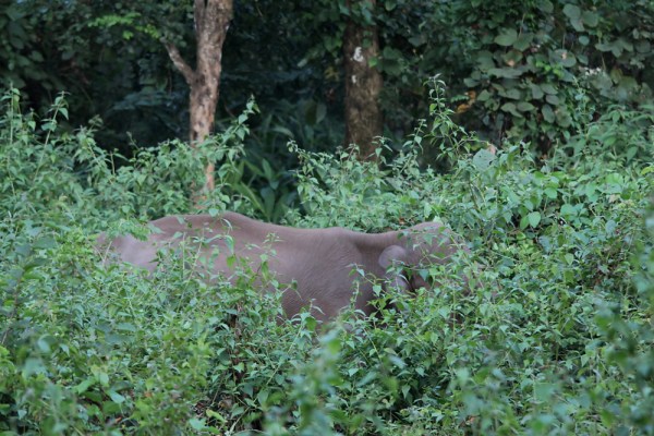 female hiding in the forest