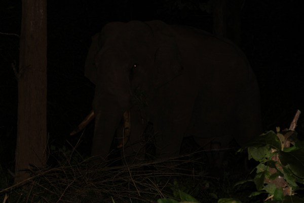 male bull on night drive