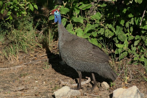 Helmeted Guineafowl in Etosha National Park, Namibia