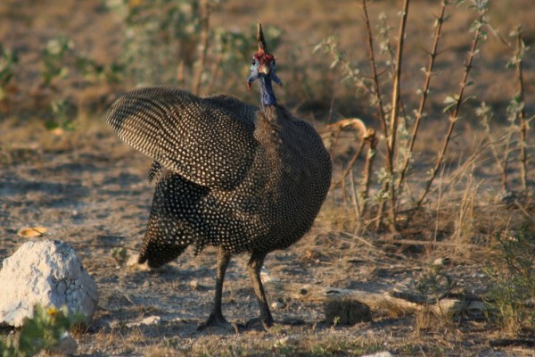 Helmeted Guineafowl in Etosha National Park, Namibia