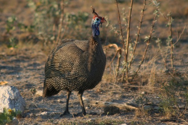 Helmeted Guineafowl