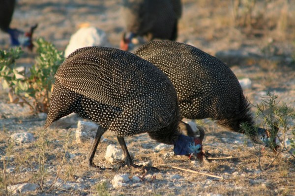 Helmeted Guineafowl
