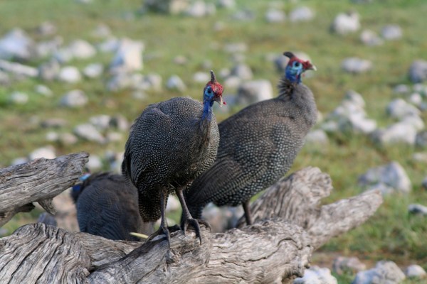 Helmeted Guineafowl in Etosha National Park, Namibia