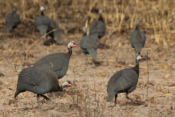 Helmeted Guineafowl in Pendjari National Park, Benin