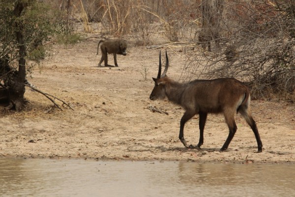 male waterbuck showing its uniformly colored rump