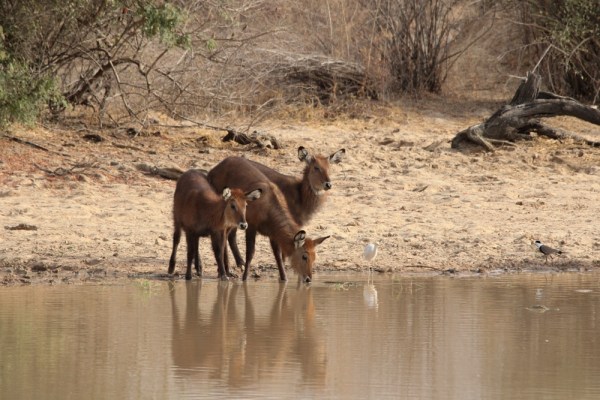 female waterbucks