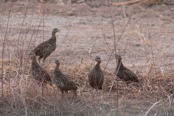Double-spurred Francolins