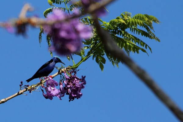 male Red-legged Honeycreeper