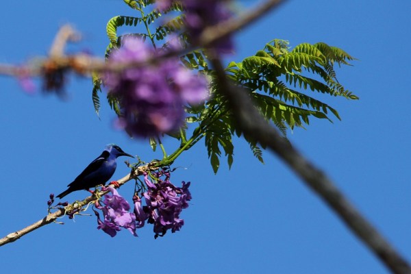 male Red-legged Honeycreeper
