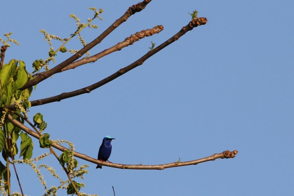 male Red-legged Honeycreeper