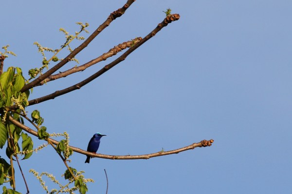 male Red-legged Honeycreeper