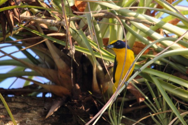 male Thick-billed Euphonia