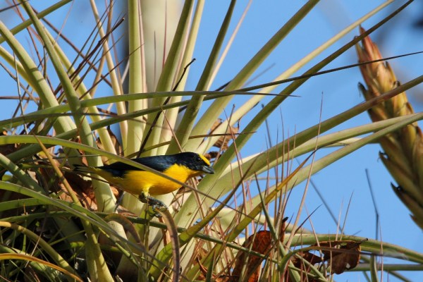 male Thick-billed Euphonia