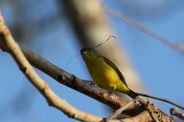 female Thick-billed Euphonia