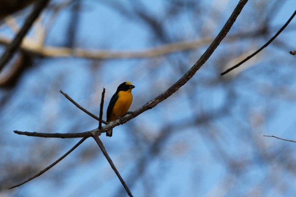 male Thick-billed Euphonia