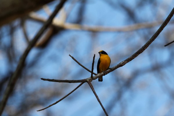 male Thick-billed Euphonia