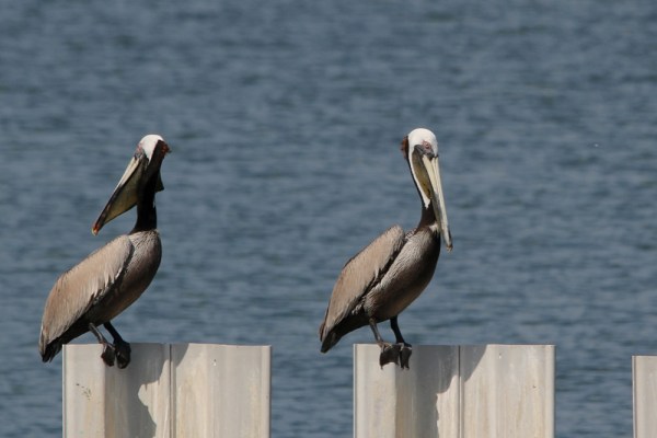 Brown Pelicans in Panama