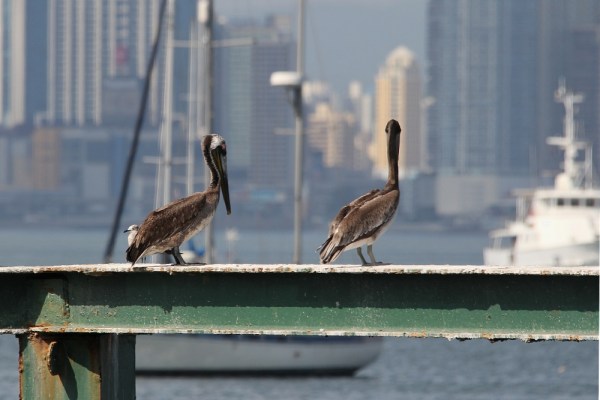 Brown Pelicans in Panama