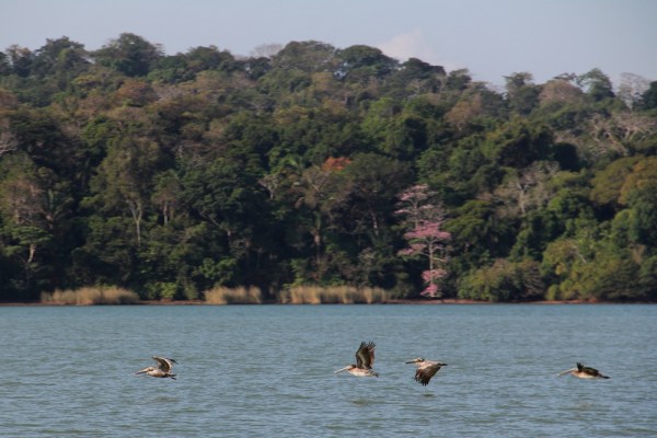 pelicans flying in front of the rain forest in Panama