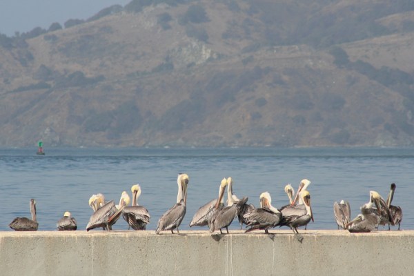Brown Pelicans in San Francisco, USA