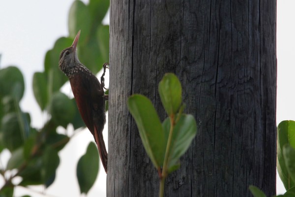 Straight-billed Woodcreeper