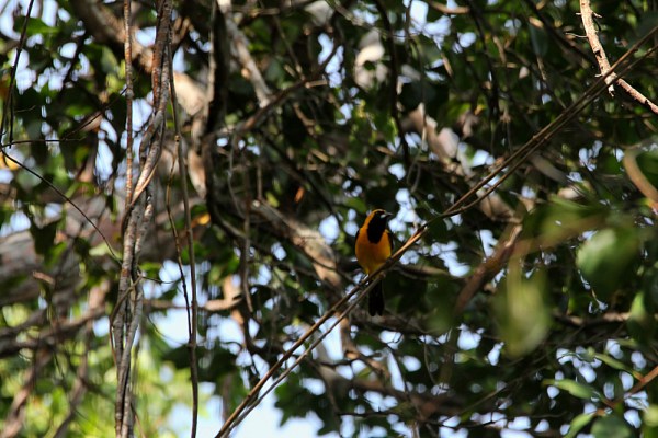 Yellow-backed Oriole