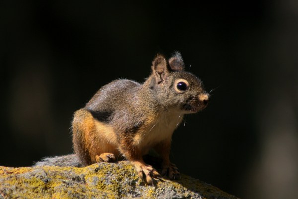 Douglas Squirrel