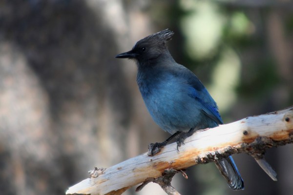 Steller's Jay