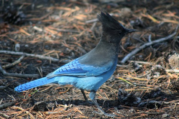 Steller's Jay