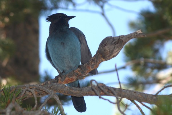 Steller's Jay