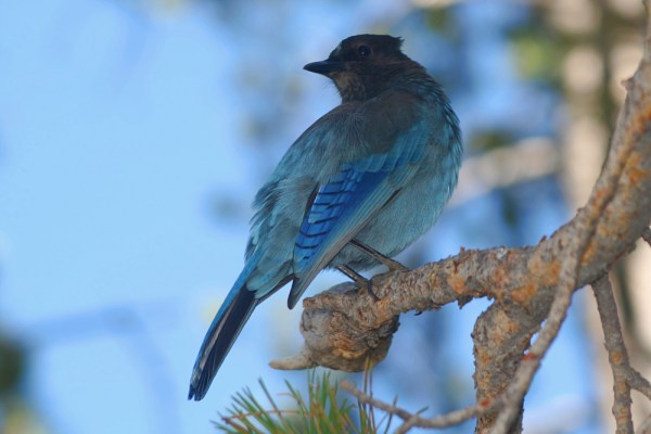 Steller's Jay