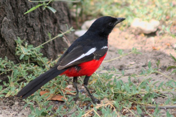 Crimson-breasted Shrike