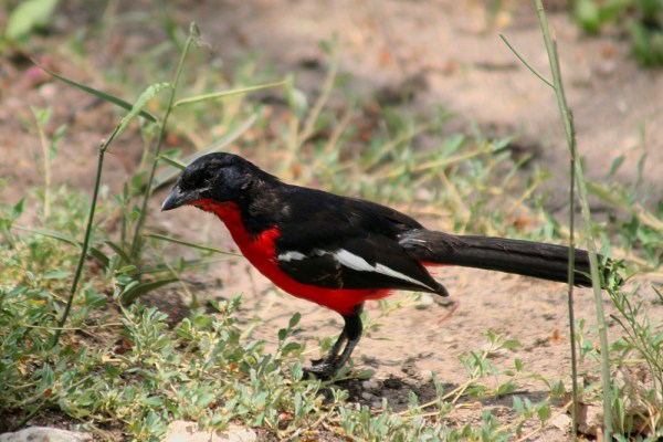 Crimson-breasted Shrike