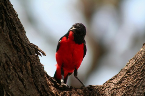 Crimson-breasted Shrike