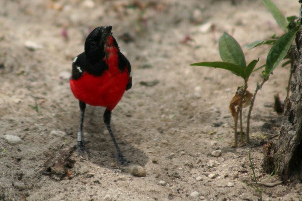 Crimson-breasted Shrike