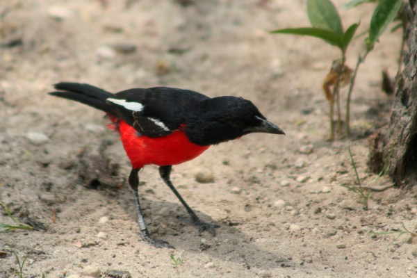 Crimson-breasted Shrike
