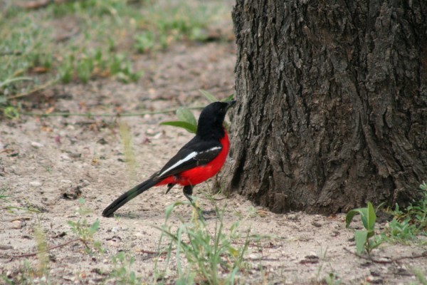Crimson-breasted Shrike