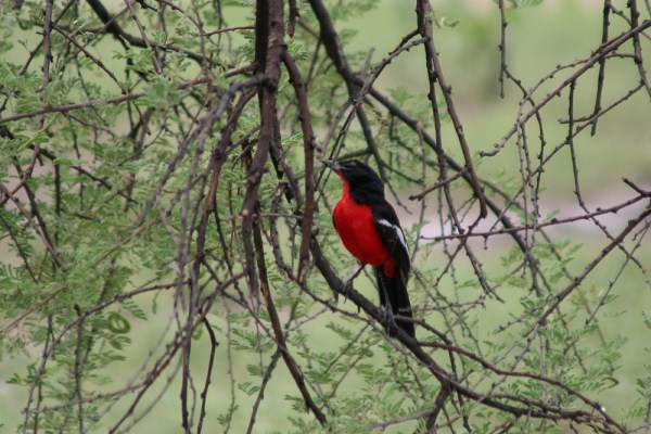 Crimson-breasted Shrike