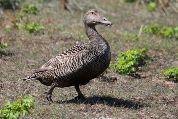 female Common Eider