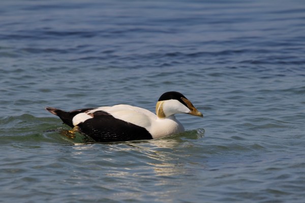 male Common Eider
