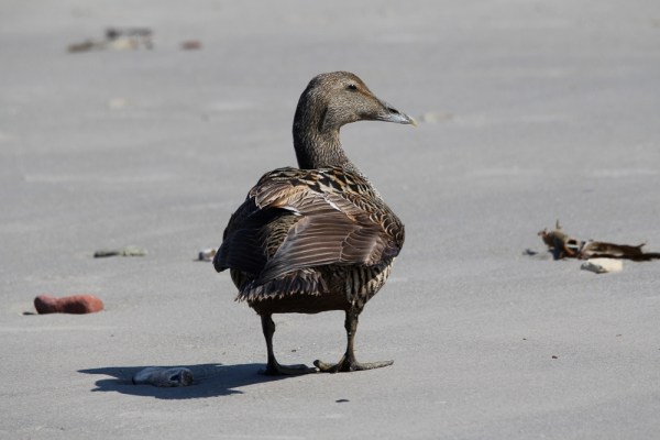 female Common Eider