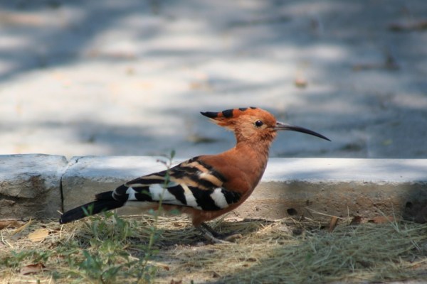 African Hoopoe