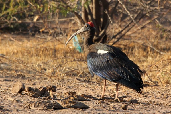 Red-naped Ibis